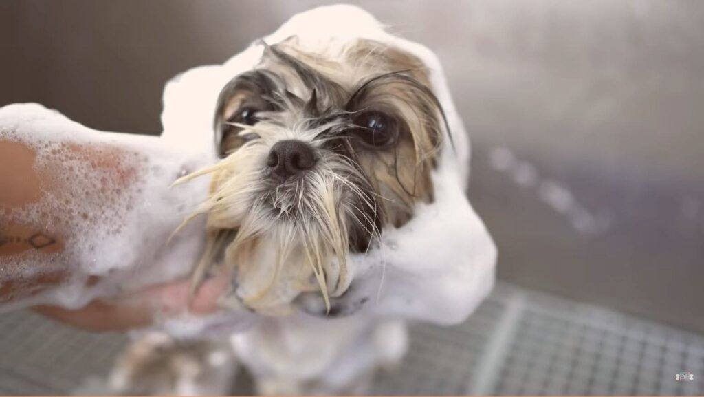 Why Shih Tzu Are The Best Dogs