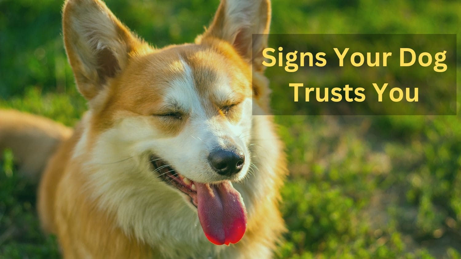 Signs Your Dog Trusts You