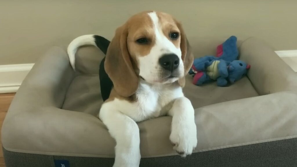 Why Beagles Are The Worst Dogs